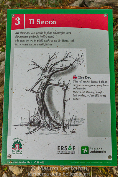 Il Secco, castagno monumentale del Sentiero dei Giganti
Canzo, Como, Italia

Sony A7 III + Canon EF 16-35mm f/4L IS USM

Codice: 21.SA.3833