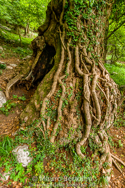 Il Cavo, castagno monumentale del Sentiero dei Giganti
Canzo, Como, Italia

Sony A7 III + Canon EF 16-35mm f/4L IS USM

Codice: 21.SA.3835