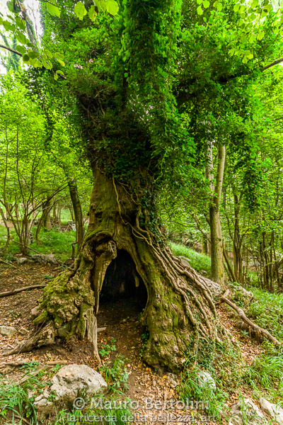 Il Cavo, castagno monumentale del Sentiero dei Giganti
Canzo, Como, Italia

Sony A7 III + Canon EF 16-35mm f/4L IS USM

Codice: 21.SA.3843