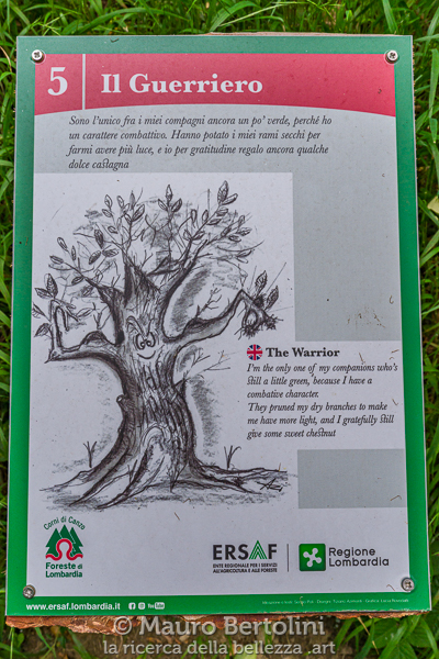 Il Guerriero, castagno monumentale del Sentiero dei Giganti
Canzo, Como, Italia

Sony A7 III + Canon EF 16-35mm f/4L IS USM

Codice: 21.SA.3844