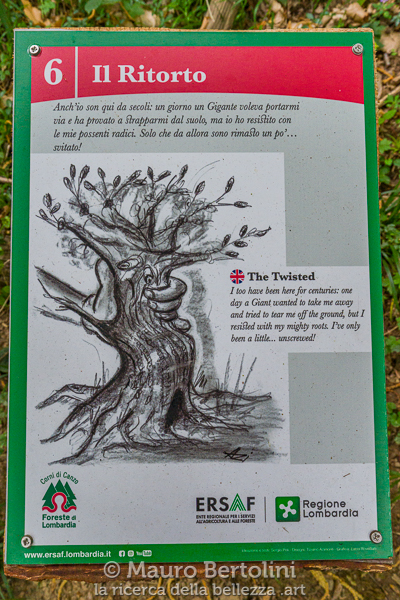 Il Ritorto, castagno monumentale del Sentiero dei Giganti
Canzo, Como, Italia

Sony A7 III + Canon EF 16-35mm f/4L IS USM

Codice: 21.SA.3846