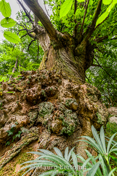 Il Ritorto, castagno monumentale del Sentiero dei Giganti
Canzo, Como, Italia

Sony A7 III + Canon EF 16-35mm f/4L IS USM

Codice: 21.SA.3849