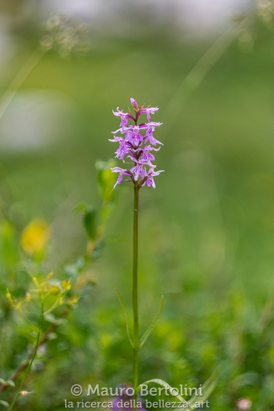 Dactylorhiza maculata ssp. fuchsii (Orchide di Fuchs, orchidea spontanea)

Alleghe, Belluno, Italia
Fujifilm X-T2 + Fujifilm XF 56mm f/1.2 R

Codice: 19.FA.4947