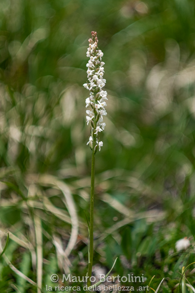 Gymnadenia odoratissima var. ipocromatica (Manina profumata, orchidea spontanea)