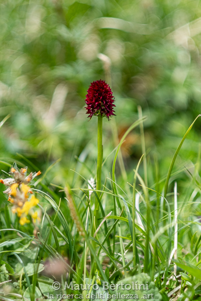 Nigritella rhellicani (Nigritella comune, orchidea spontanea)

Alleghe, Belluno, Italia
Fujifilm X-T2 + Fujifilm XF 56mm f/1.2 R

Codice: 19.FA.4964