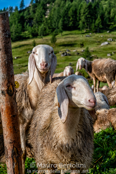 Ritratto ovino

Val di Zoldo, Belluno, Italia
Fujifilm X-T2 + Fujifilm XF 56mm f/1.2 R

Codice: 19.FA.4970