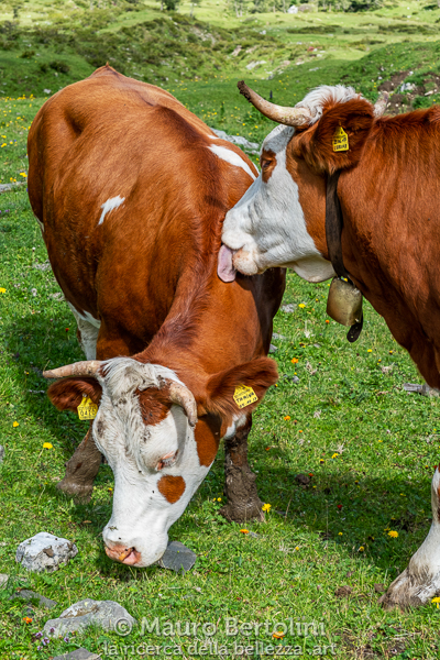 Tamina e Verona, due inseparabili amiche

Cortina d'Ampezzo, Belluno, Italia
Fujifilm X-T2 + Fujifilm XF 56mm f/1.2 R

Codice: 19.FA.5045