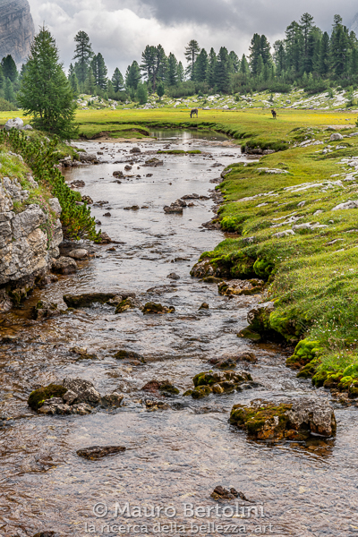 Pascolo presso Malga Fanes

Marebbe, Bolzano, Italia
Sony A7 III + Canon EF 24-70mm f/4L IS USM

Codice: 19.SA.0852