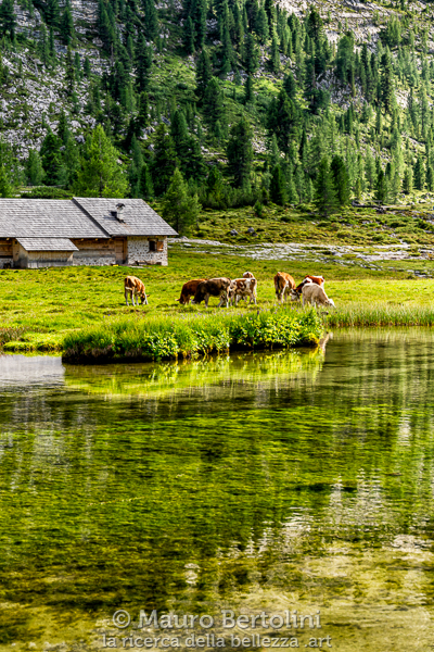 Vacche al pascolo nei pressi del Lago Vert

Marebbe, Bolzano, Italia
Sony A7 III + Canon EF 24-70mm f/4L IS USM

Codice: 19.SA.0868