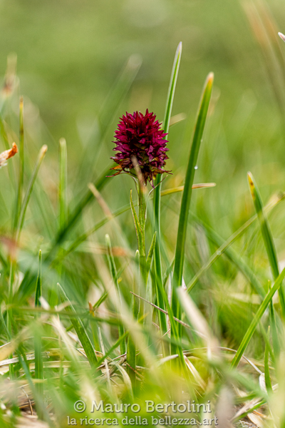 Nigritella rhellicani (Nigritella comune, orchidea spontanea)
Cortina d'Ampezzo, Belluno, Italia

Sony A7 III + Canon EF 24-70mm f/4L IS USM

Codice: 19.SA.0877