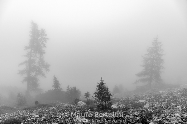 Spettrali presenza immerse nelle basse nebbie
Braies, Bolzano, Italia
Sony A7 III + Canon EF 24-70mm f/4L IS USM
Codice: 19.SA.0895