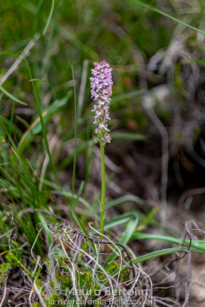 Gymnadenia odoratissima (Manina profumata, orchidea spontanea) Cortina d'Ampezzo, Belluno, Italia Fujifilm X-T2 + Fujifilm XF 56mm f/1.2 R Codice: 19.FA.5077