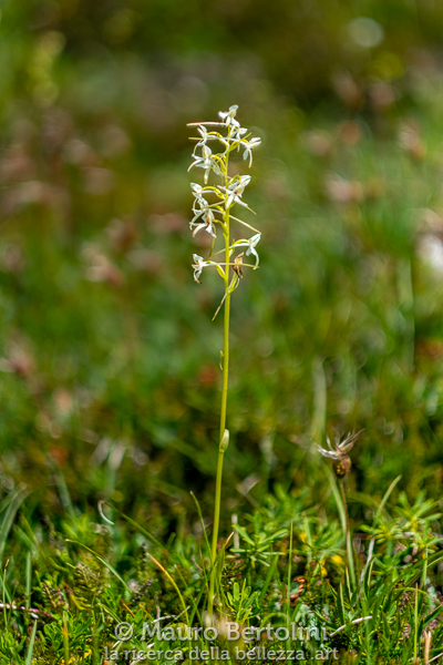 Platanthera bifolia ssp. bifolia (Platantera comune, orchidea spontanea)

Cortina d'Ampezzo, Belluno, Italia
Fujifilm X-T2 + Fujifilm XF 56mm f/1.2 R

Codice: 19.FA.5080