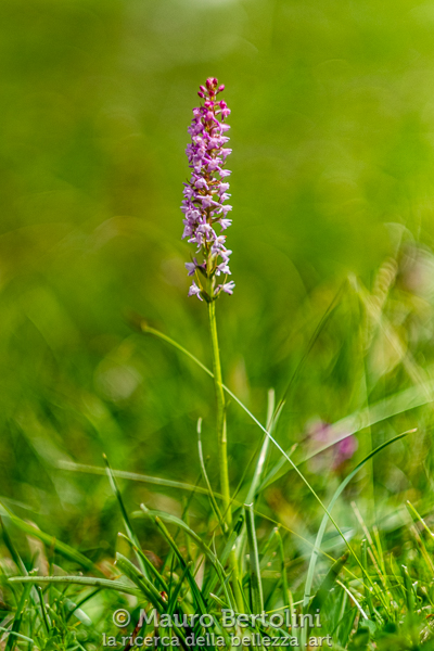 Gymnadenia odoratissima