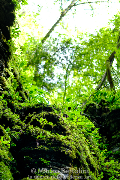 Vegetazione sommitale del canyon del Bus del Busòn
Belluno, Italia

Fujifilm X-T2 + Fujifilm XF 56mm f/1.2 R

Codice: 19.FA.5292