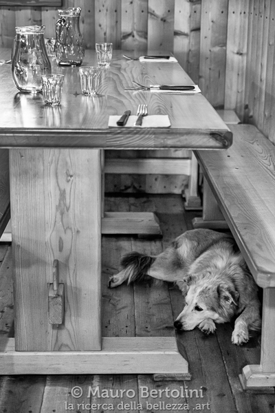 La mascotte del Rifugio Caldenave in attesa della cena
Pieve Tesino, Trento, Italia
Sony A7 III + Canon EF 24-70mm f/4L IS USM
Codice: 20.SA.1816