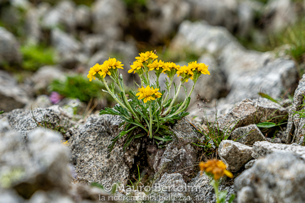 Fiori gialli da identificare ritratti lungo il Sentiero CAI 386
Pieve Tesino, Trento, Italia

Sony A7 III + Canon EF 24-70mm f/4L IS USM

Codice: 20.SA.1855