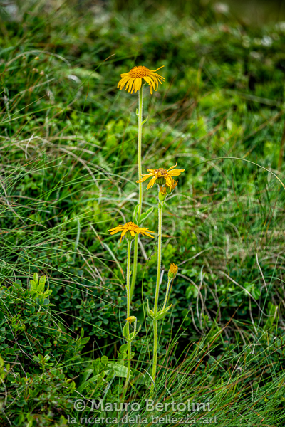 Fiori gialli da identificare ritratti lungo il Sentiero CAI 386
Pieve Tesino, Trento, Italia

Sony A7 III + Canon EF 70-200mm f/4L IS USM

Codice: 20.SA.1856