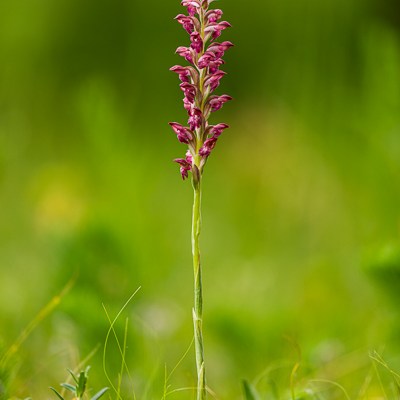 Anacamptis coriophora ssp.&nbsp;fragrans