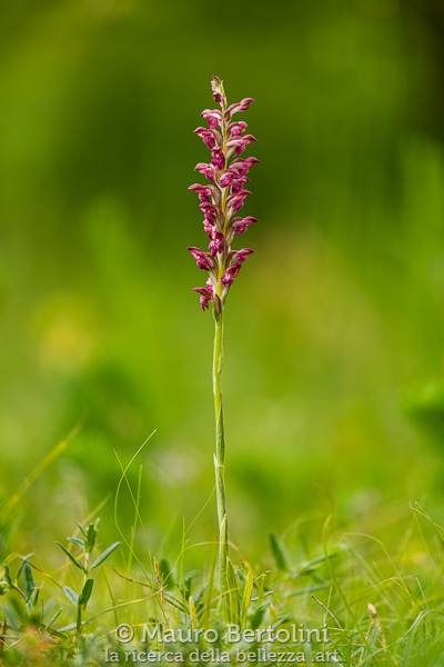 Anacamptis coriophora ssp.&nbsp;fragrans