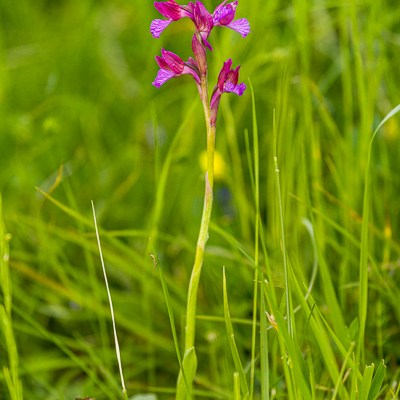 Anacamptis papilionacea