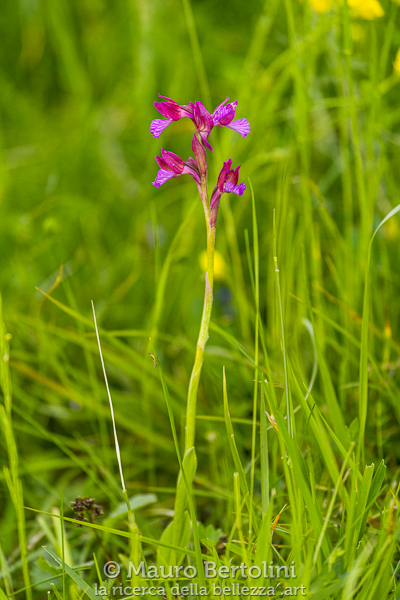 Anacamptis papilionacea