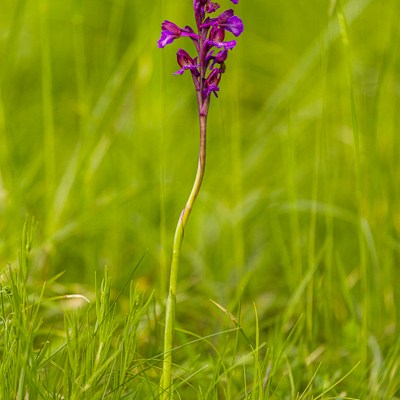 Anacamptis ×gennarii