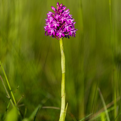 Anacamptis pyramidalis