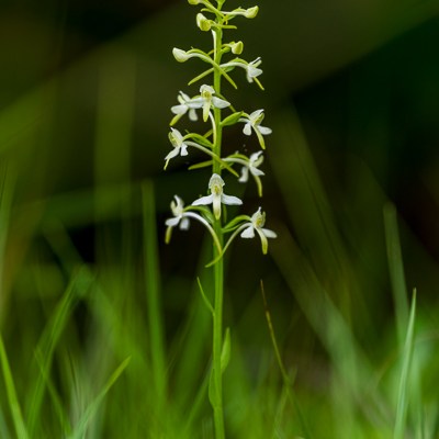 Platanthera bifolia ssp.&nbsp;bifolia