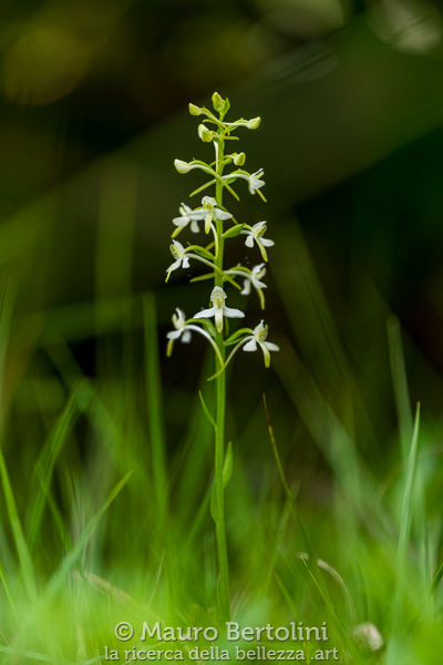 Platanthera bifolia ssp.&nbsp;bifolia