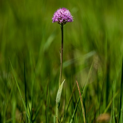 Traunsteinera globosa