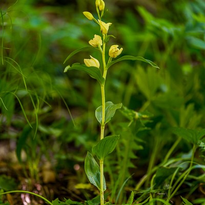 Cephalanthera damasonium
