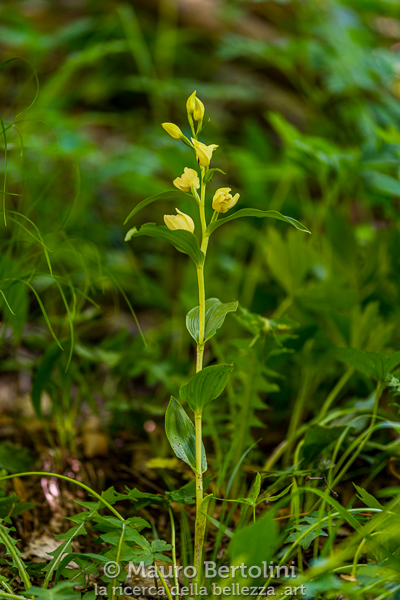 Cephalanthera damasonium