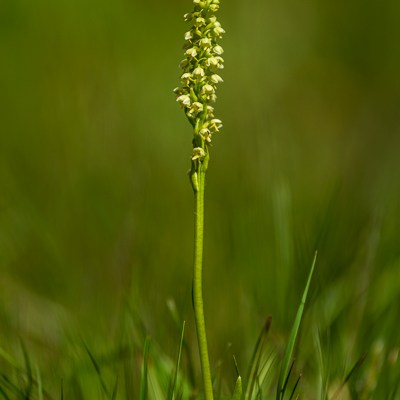 Pseudorchis albida ssp.&nbsp;tricuspis