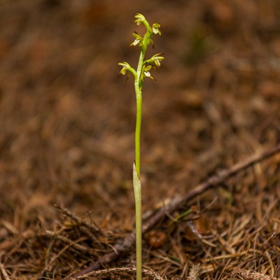 Corallorhiza trifida