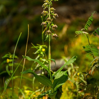 Epipactis helleborine