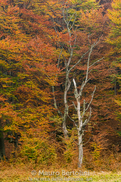 Foliage del bosco in Valle d'Intelvi
Schignano, Como, Italia

Sony A7 III + Canon EF 70-200mm f/4L IS USM

Codice: 21.SA.4694