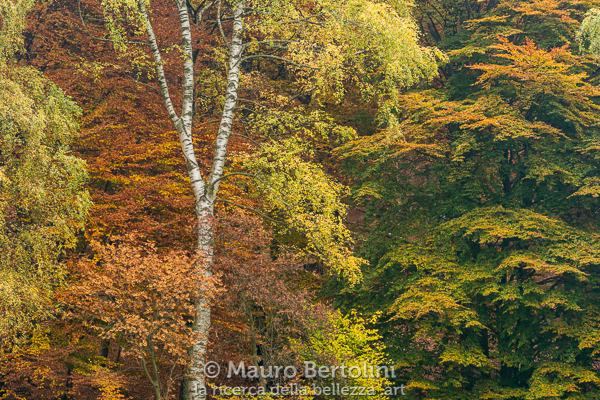 Foliage del bosco in Valle d'Intelvi
Schignano, Como, Italia

Sony A7 III + Canon EF 70-200mm f/4L IS USM

Codice: 21.SA.4695