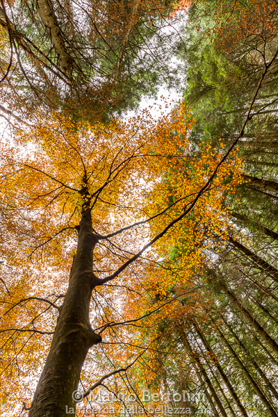 Foliage nell'abetaia del Monte di Binate
Schignano, Como, Italia

Sony A7 III + Canon EF 16-35mm f/4L IS USM

Codice: 21.SA.4718