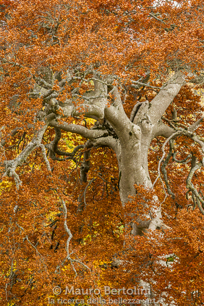 Faggio in veste autunnale
Schignano, Como, Italia

Sony A7 III + Canon EF 70-200mm f/4L IS USM

Codice: 21.SA.4735