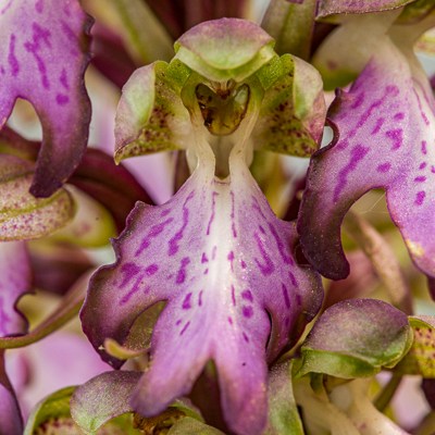 Himantoglossum robertianum