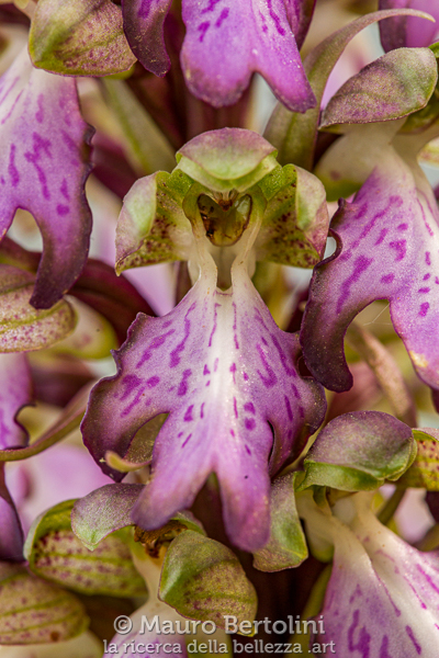 Himantoglossum robertianum