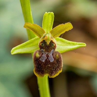 Ophrys sphegodes ssp.&nbsp;sphegodes