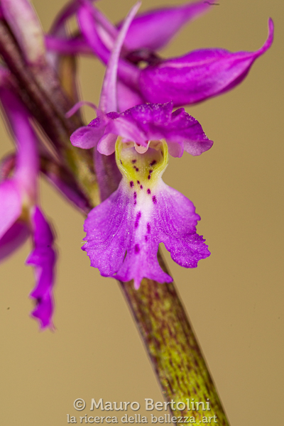 Orchis mascula ssp.&nbsp;speciosa