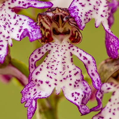 Orchis purpurea
