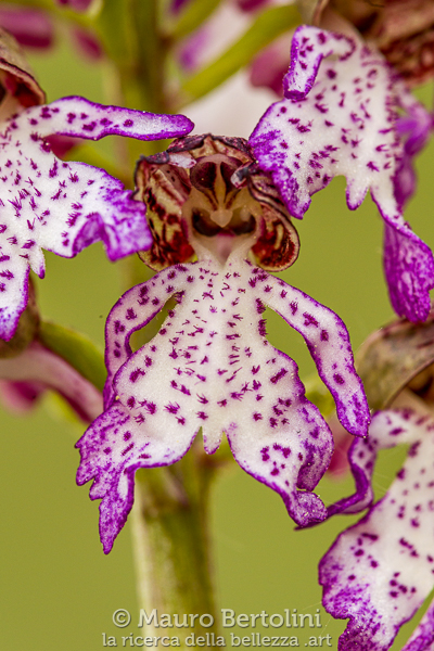 Orchis purpurea