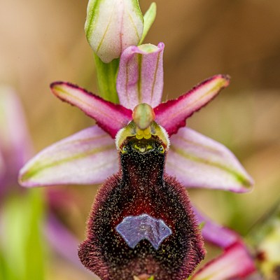 Ophrys bertolonii ssp.&nbsp;benacensis