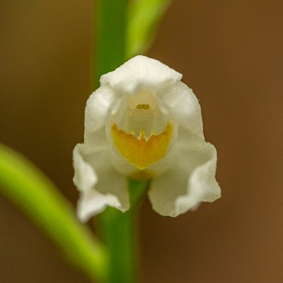 Cephalanthera longifolia