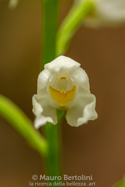 Cephalanthera longifolia