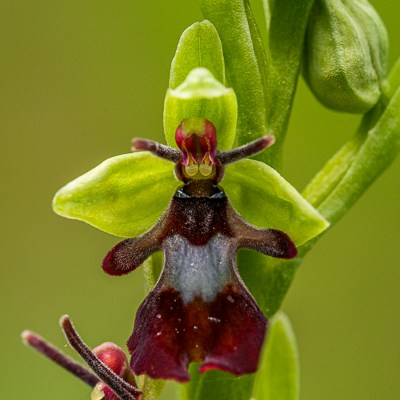 Ophrys insectifera